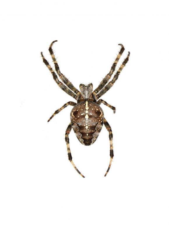 Cross Spider Extermination in Frisco, TX