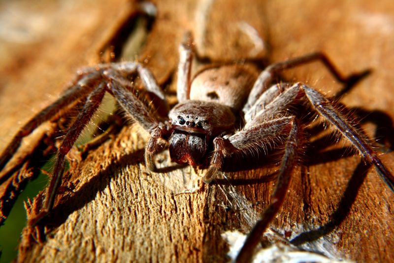 Huntsman Spider Extermination in Mckinney, TX