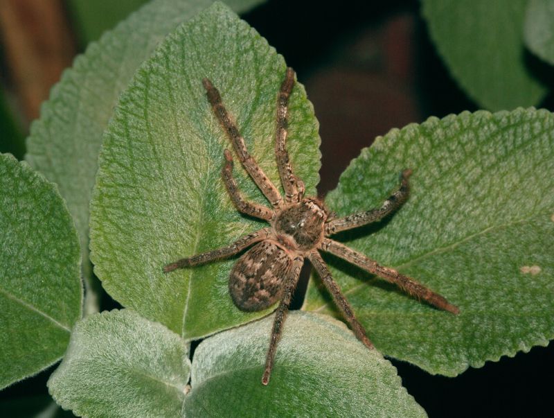 Huntsman Spider Extermination in Katy, TX