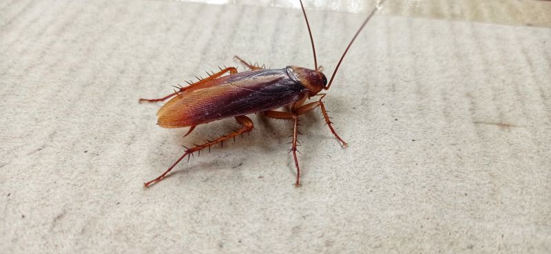 Roach Fumigation in Marietta, GA