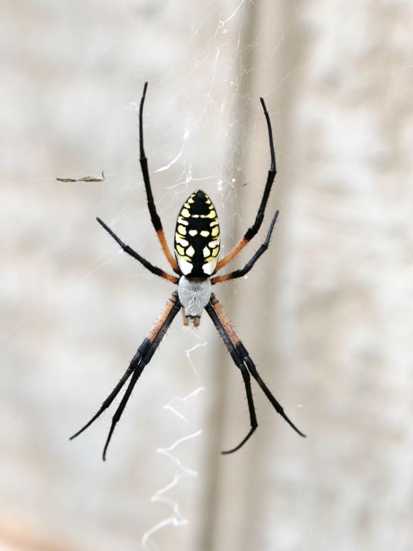 Spider Extermination Service in Rockwall, TX