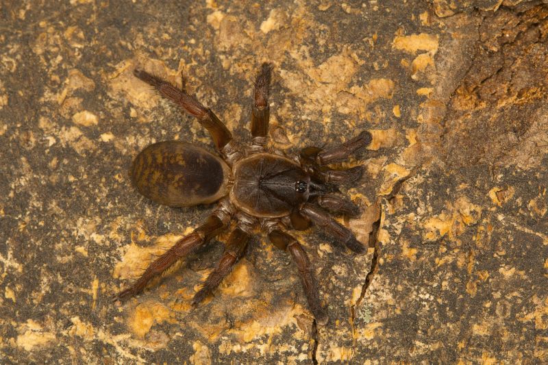 Trapdoor Spider Removal in New Braunfels, TX