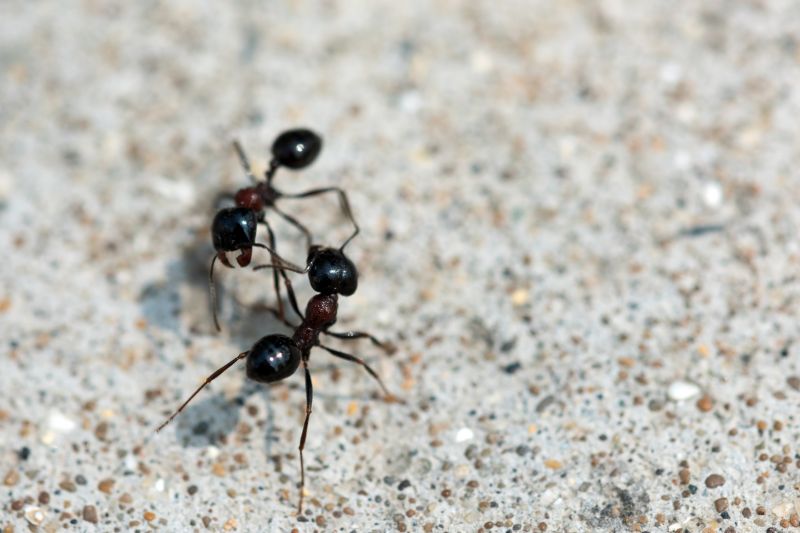 Ants Extermination Service in Arlington, TX