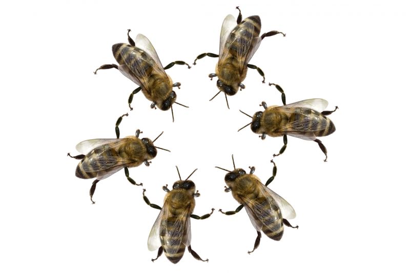 Bee Pest Control Service