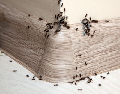 Black Ant Extermination in Mckinney, TX