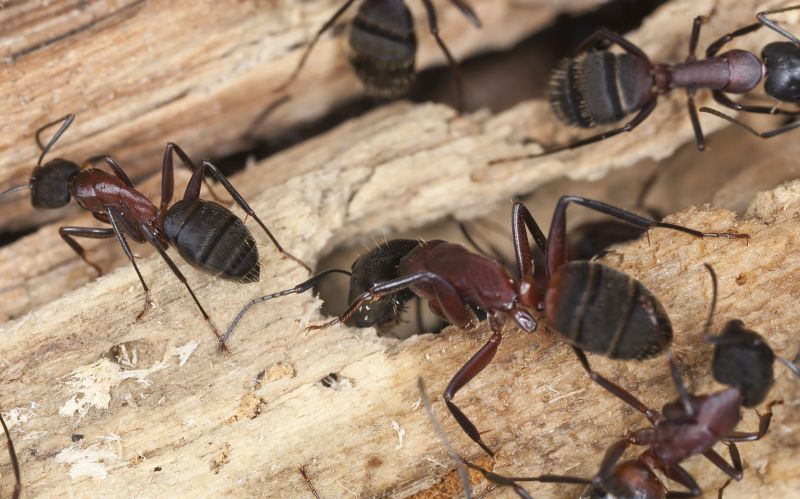 Black Ant Extermination in Fort Worth, TX