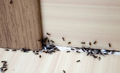 Carpenter Ant Extermination in Rockwall, TX