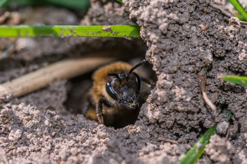 Active Bee Nest