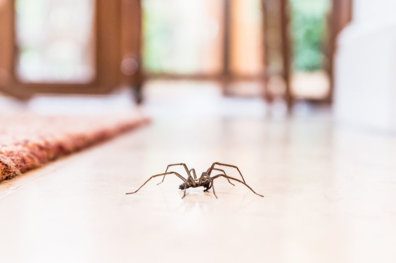 Common Spiders Extermination in Denton, TX