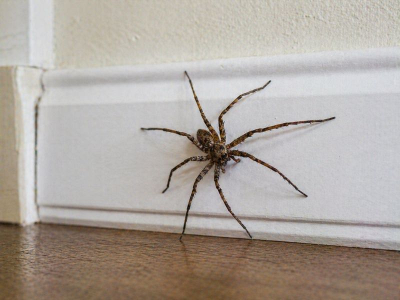 Common Spiders Extermination in New Braunfels, TX