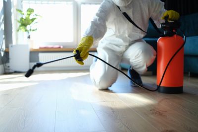 Common Spiders Extermination in Frisco, TX