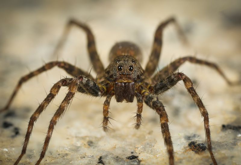Common Spiders Extermination in Fort Worth, TX