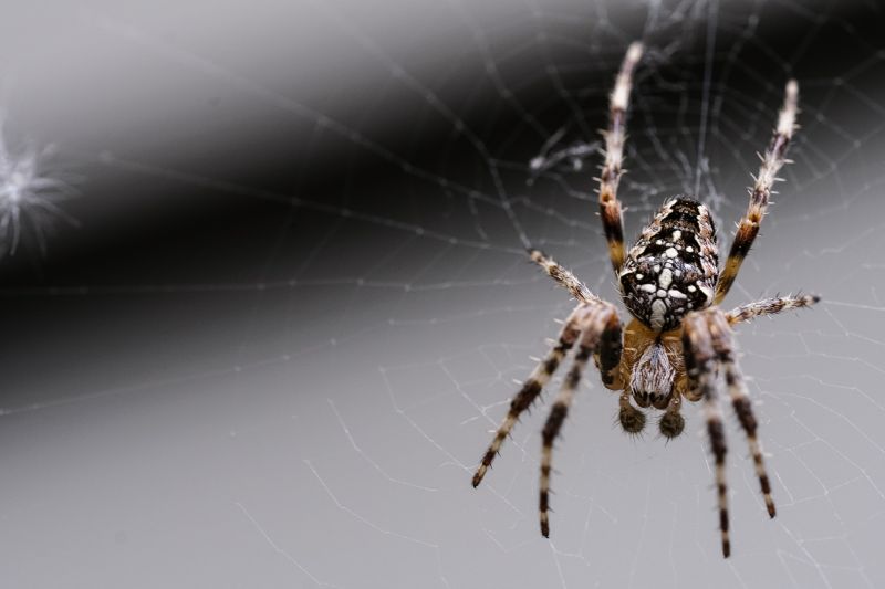 Common Spiders Extermination in Mckinney, TX