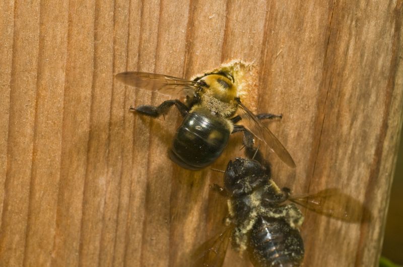 Cost of Carpenter Bee Control — Cost of Carpenter Bee Control