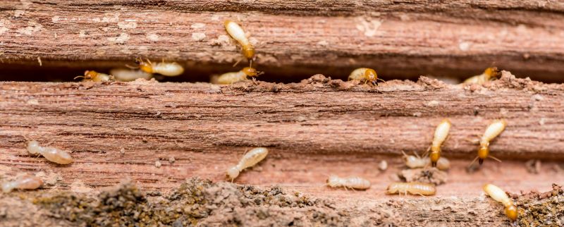 Cost of Carpenter Bee Control — Cost of Carpenter Bee Control