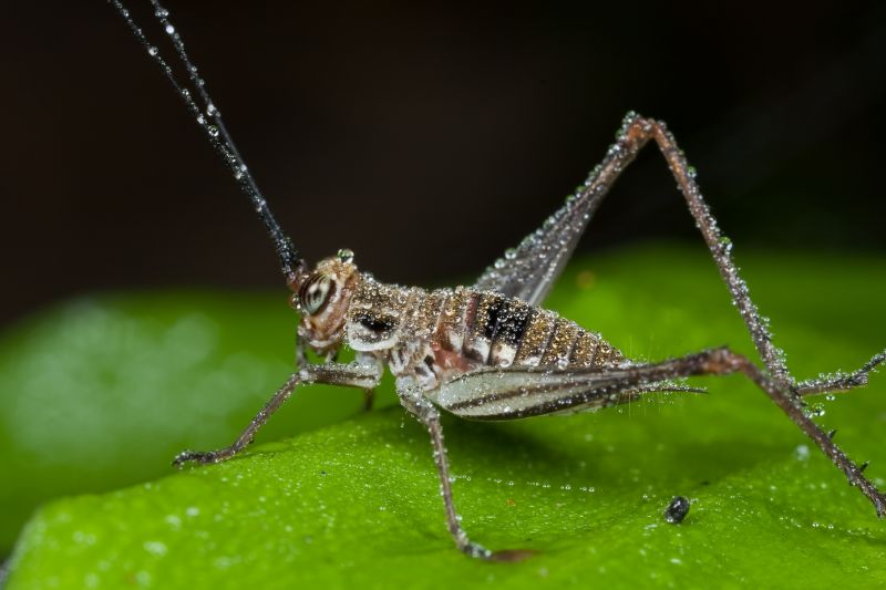 Cricket Control Service in New Braunfels, TX