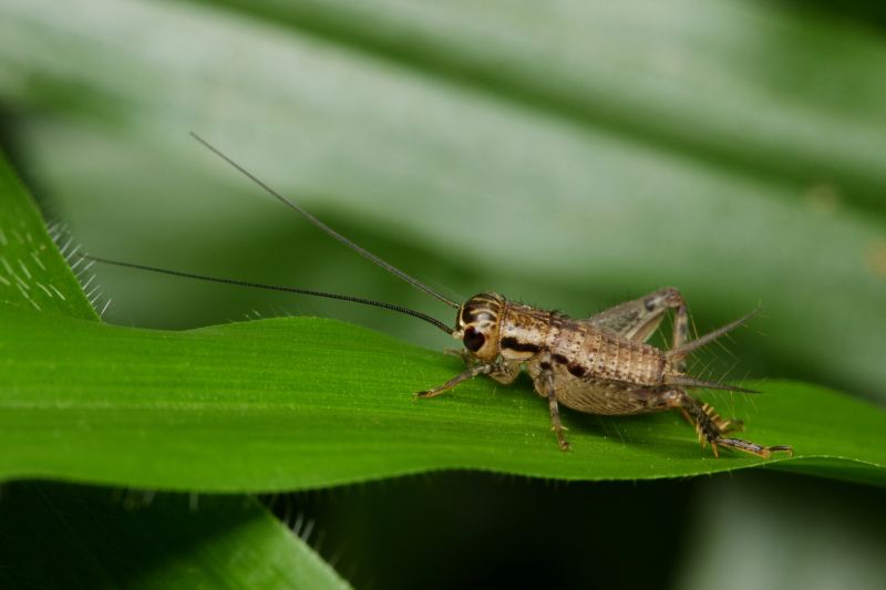 Cricket Control Service in Denton, TX