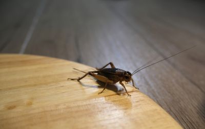 Cricket Prevention in Fort Worth, TX