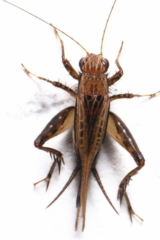 Cricket Prevention in Fort Worth, TX