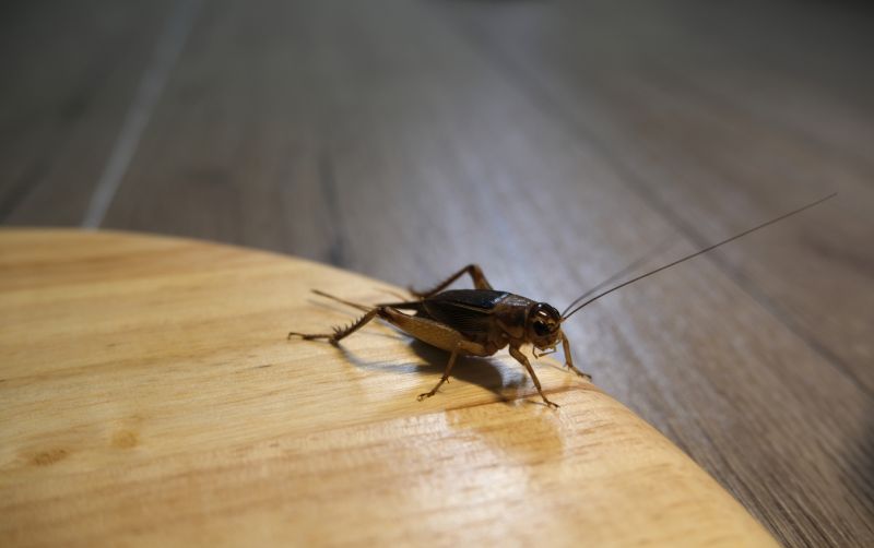 Cricket Prevention in Rockwall, TX