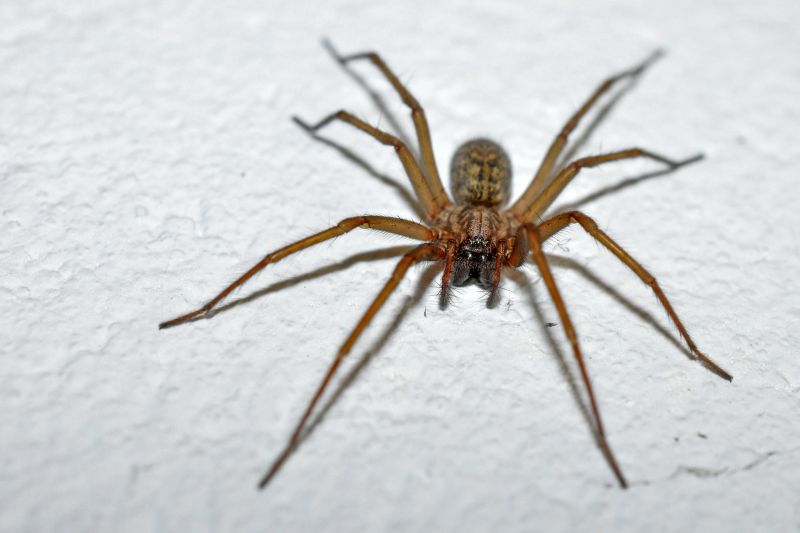 Cross Spider Extermination in Rockwall, TX