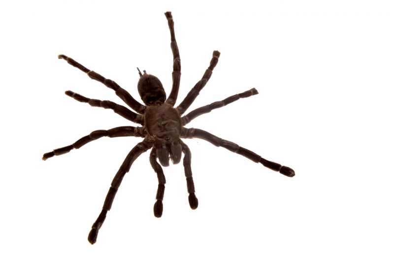 Cross Spider Extermination in New Braunfels, TX