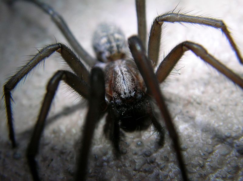 Cross Spider Extermination in Fort Worth, TX
