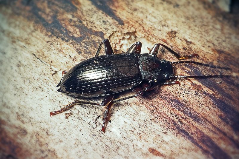 Earwig Extermination in Arlington, TX
