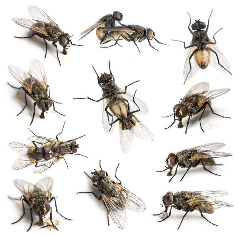 Fly Control Service in Rockwall, TX