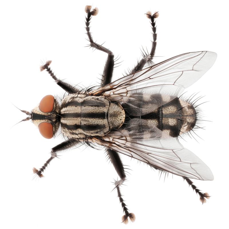 Fly Pest Control in Frisco, TX