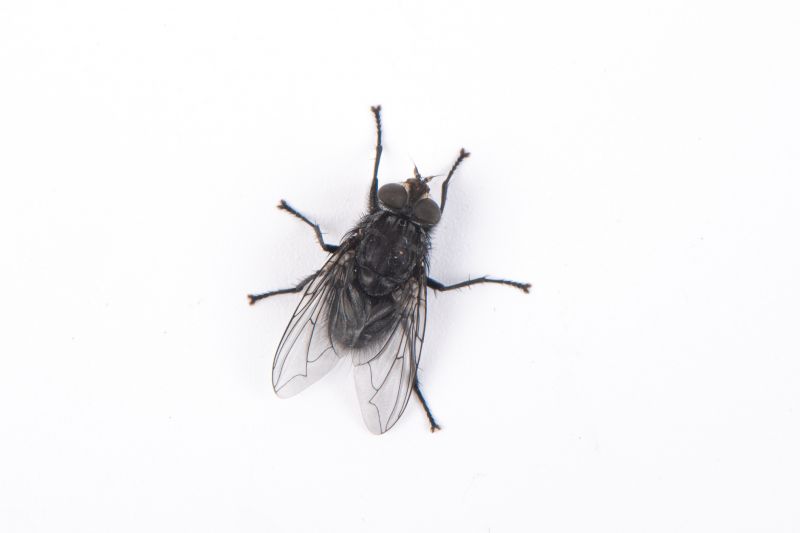 Fruit Fly Extermination in Mckinney, TX