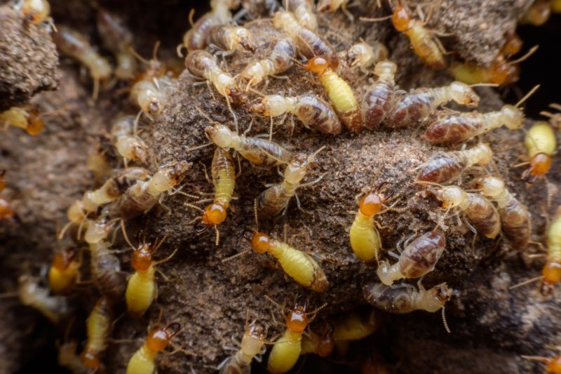 Termite Swarm