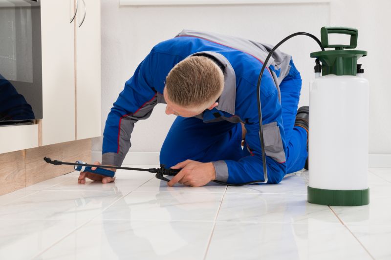 Ladybug Removal in Katy, TX