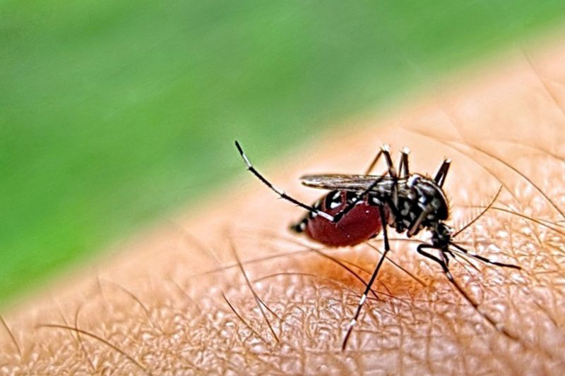 Mosquitoes Pest Control in Denton, TX