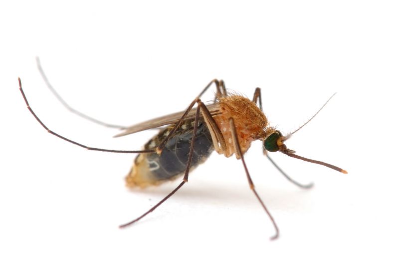 Mosquitoes Pest Control in Mckinney, TX
