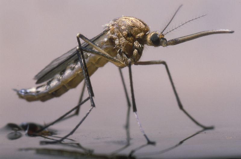 Mosquitoes Pest Control in New Braunfels, TX