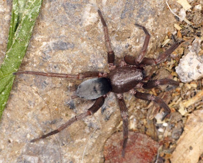Mouse Spider Extermination in New Braunfels, TX