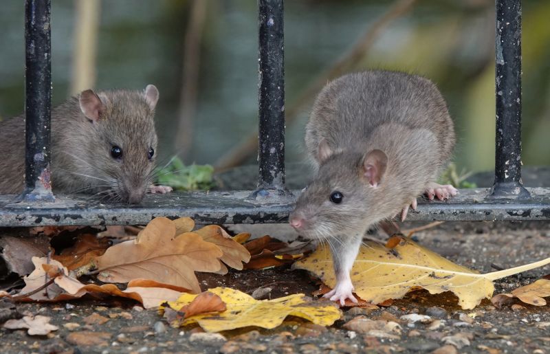 Rat Fumigation Service in Asheville, NC