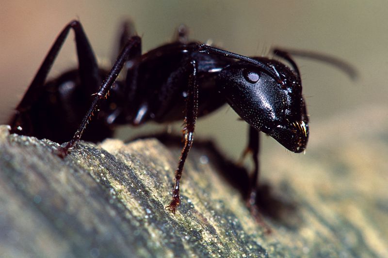 Red Ant Extermination in Mckinney, TX