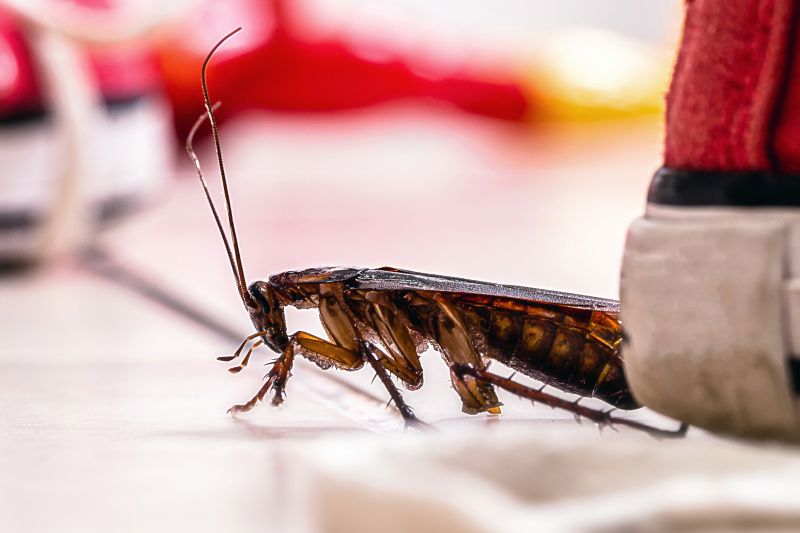 Roach Fumigation in Fayetteville, NC