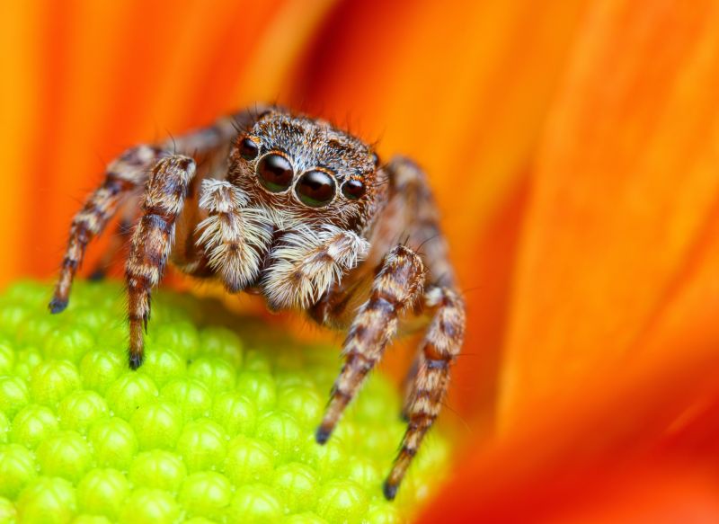 Spider Extermination Service in Fort Worth, TX
