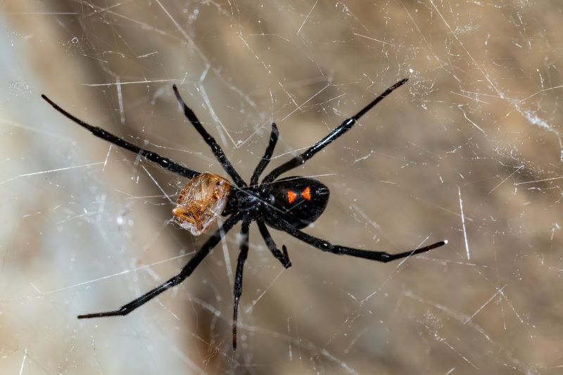 Spider Extermination Service in Katy, TX