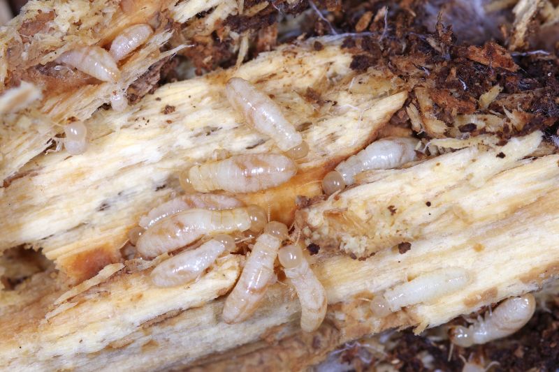Termites Extermination in Frisco, TX