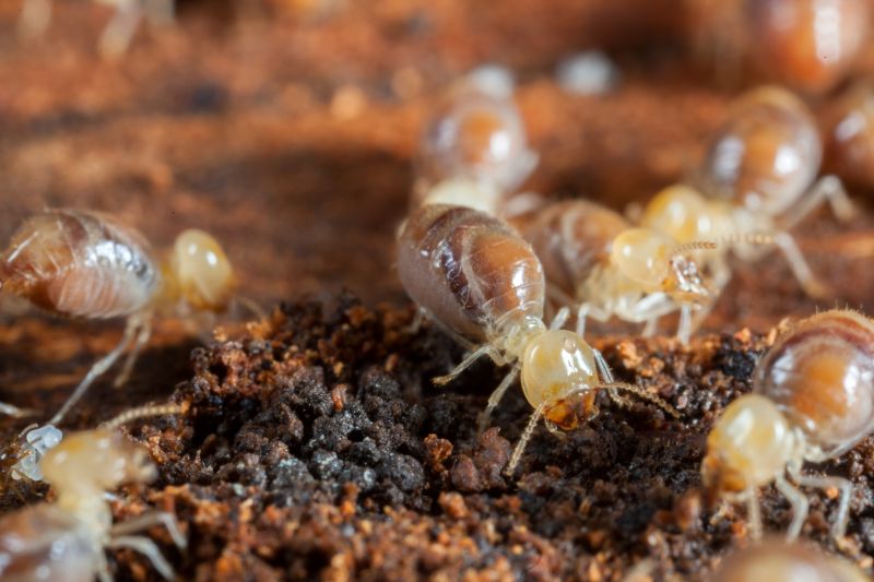 Termites Extermination in Frisco, TX
