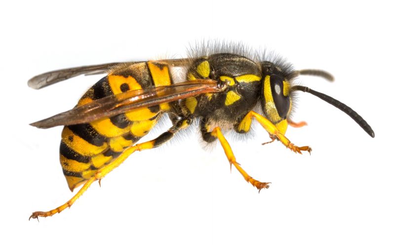 Wasp Extermination Service
