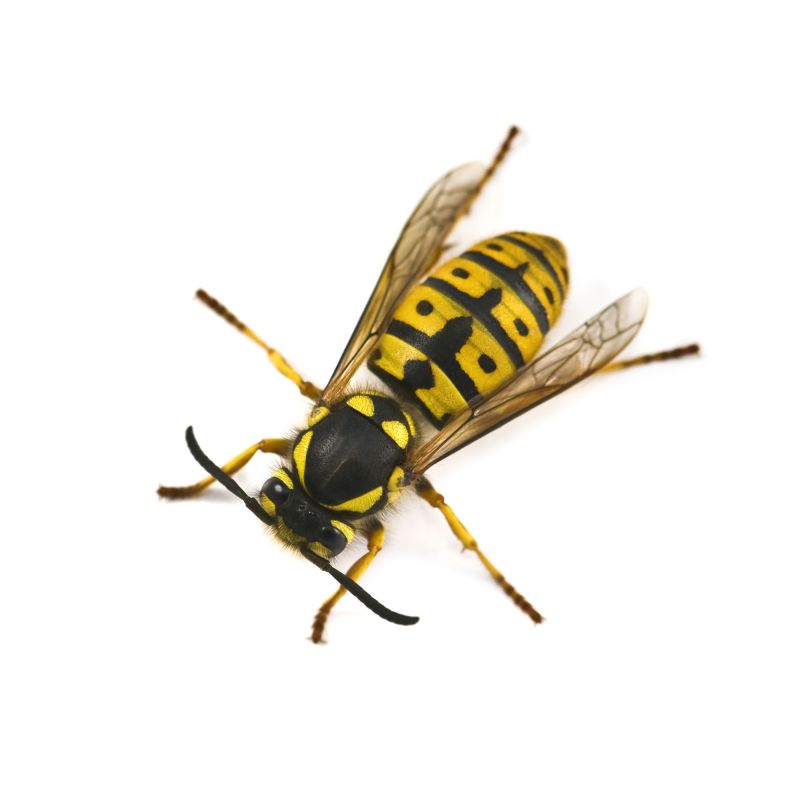 Wasp Extermination Service