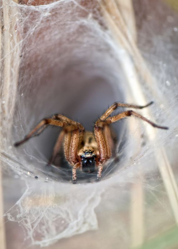 Wolf Spider Removal in Denton, TX