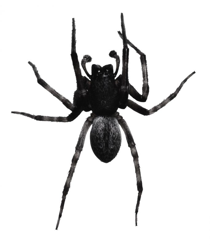 Wolf Spider Removal in Denton, TX