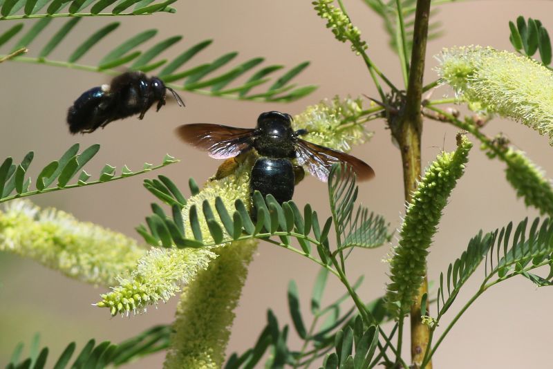 Carpenter Bee Control